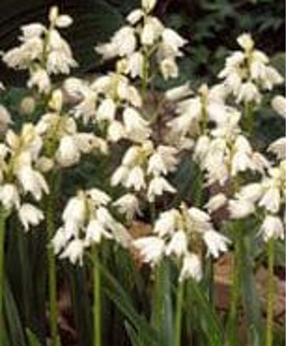 Spansk Scilla 'Alba Maxima'